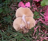 Pholiota angustipes image