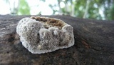 Coriolopsis gallica image