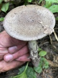 Amanita sect. Vaginatae image