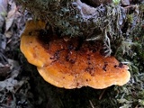 Pycnoporellus fulgens image