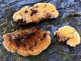 Pycnoporellus fulgens image