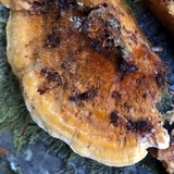 Pycnoporellus fulgens image