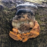 Pycnoporellus fulgens image