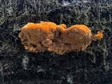 Pycnoporellus fulgens image