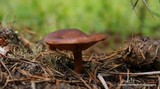 Lactarius rufus var. parvus image