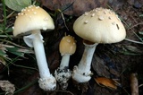 Amanita multisquamosa image