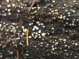 Helicogloea compressa image