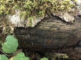 Helicogloea compressa image
