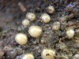 Helicogloea compressa image