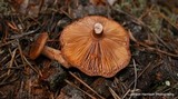Lactarius rufus var. parvus image