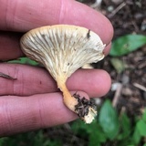 Hygrophoropsis aurantiaca image