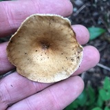 Hygrophoropsis aurantiaca image