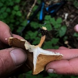 Hygrophoropsis aurantiaca image