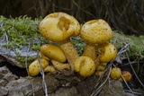 Pholiota limonella image