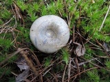 Lactarius chelidonium image