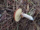 Suillus luteus image
