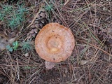 Lactarius chelidonium image