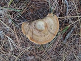 Lactarius chelidonium image