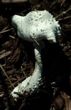 Leucocoprinus cretaceus image
