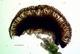 Buellia sequax image