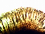 Buellia sequax image