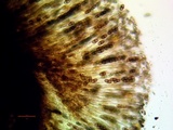 Buellia sequax image