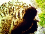 Buellia sequax image
