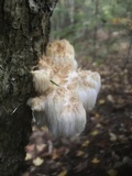 Hericium americanum image