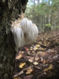 Hericium americanum image