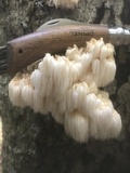 Hericium americanum image