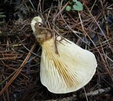Tapinella atrotomentosa image