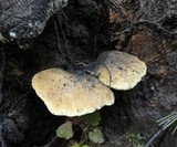 Tapinella atrotomentosa image