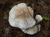 Leucopaxillus albissimus image