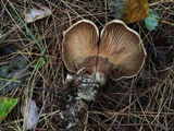 Tapinella atrotomentosa image
