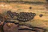 Lycogala epidendrum image
