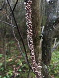 Chondrostereum purpureum image