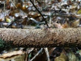 Hydnoporia olivacea image