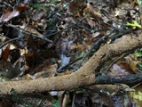 Hydnoporia olivacea image