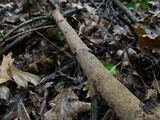 Hydnoporia olivacea image