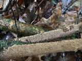 Hydnoporia olivacea image
