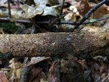 Hydnoporia olivacea image