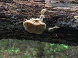 Merulius tremellosus image