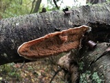 Merulius tremellosus image