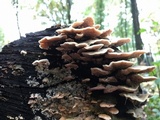 Gloeoporus dichrous image