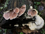 Gloeoporus dichrous image