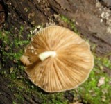 Bolbitius reticulatus image