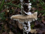 Irpex lacteus image
