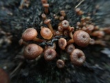 Xeromphalina kauffmanii image