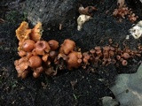 Xeromphalina kauffmanii image