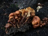 Xeromphalina kauffmanii image
